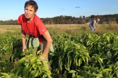 Gleaning Peppers at Davenport Farms 2014