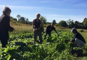 UlsterCorps Glean Team volunteers gleaning greens at Huguenot St Farm Monday September 26th, 2016