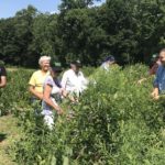 Farm to Food Pantry Blueberry Gleaning