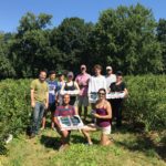 Farm to Food Pantry Blueberry Gleaning