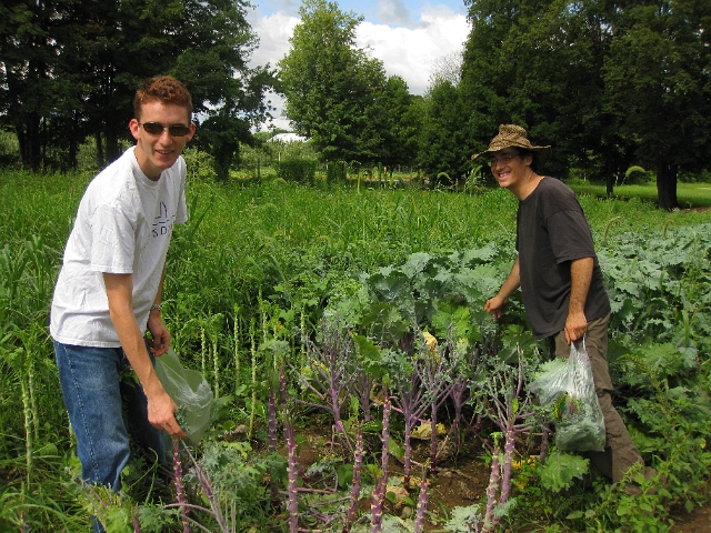 Farm to Food Pantry Greens Gleaning