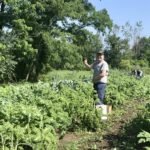 Farm to Food Pantry Kale Gleaning