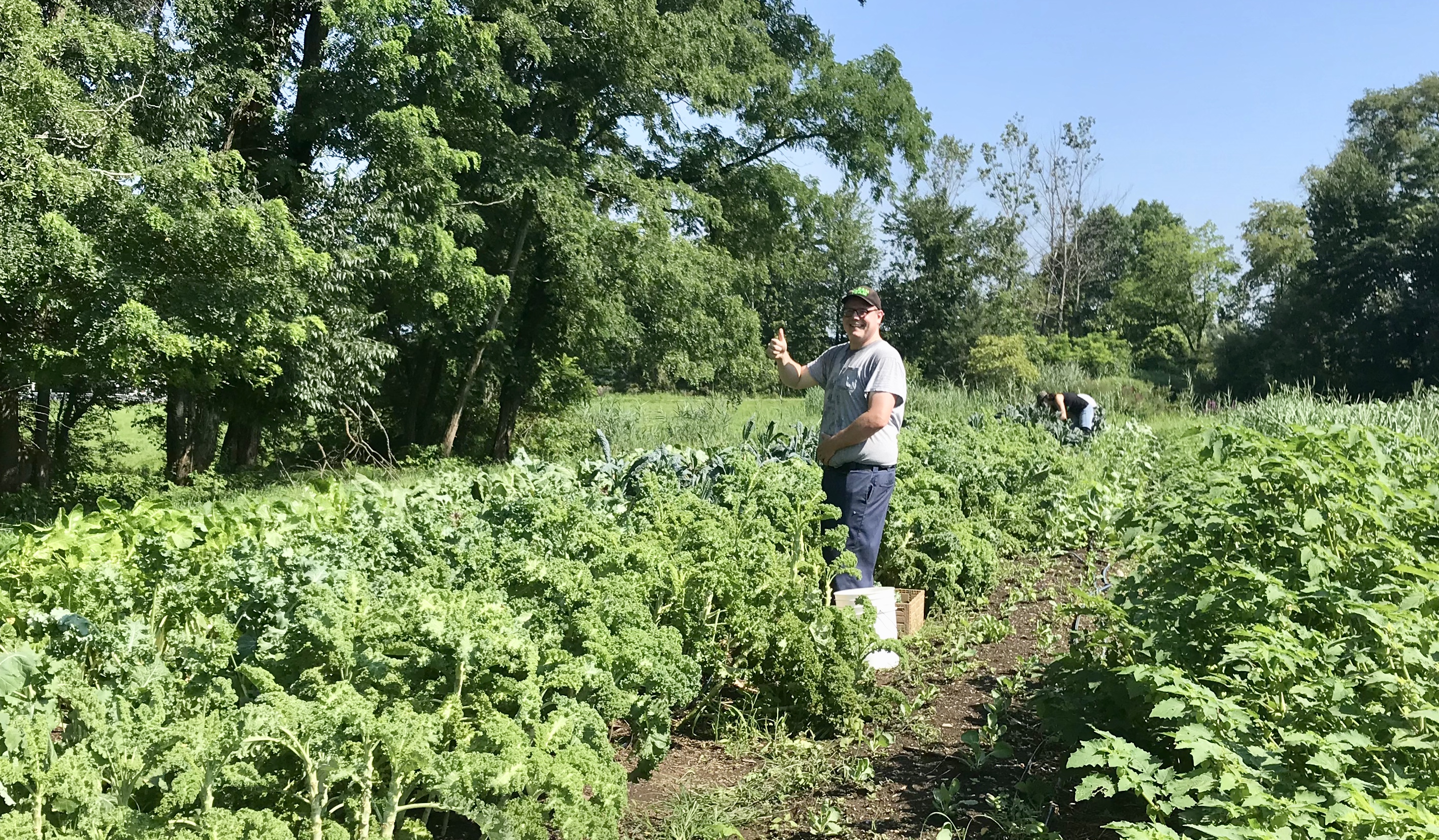 Farm to Food Pantry Kale Gleaning