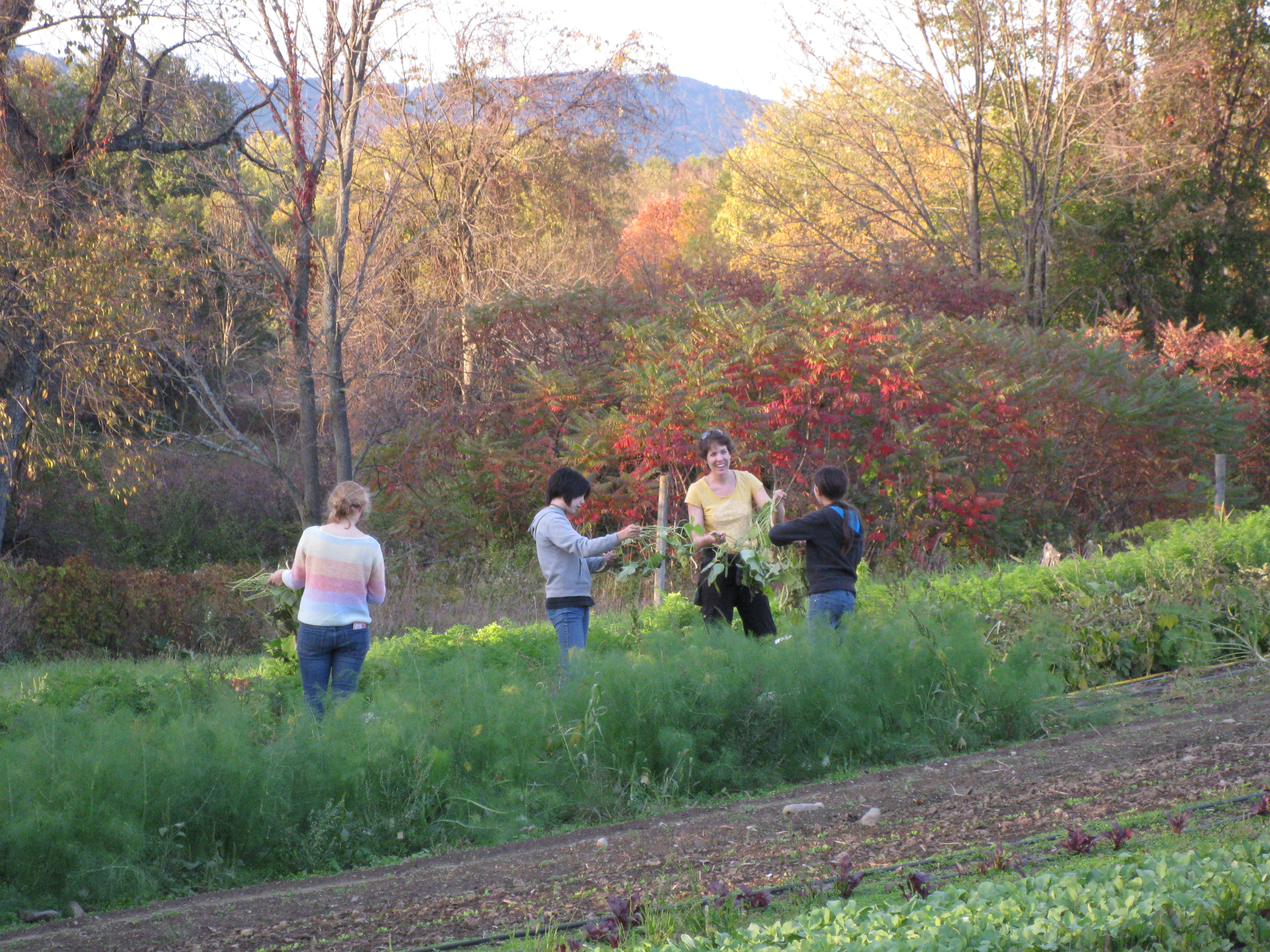 Farm to Food Pantry Field Gleaning