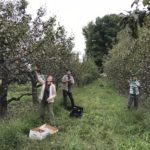 Farm to Food Pantry Pear + Apple Gleaning