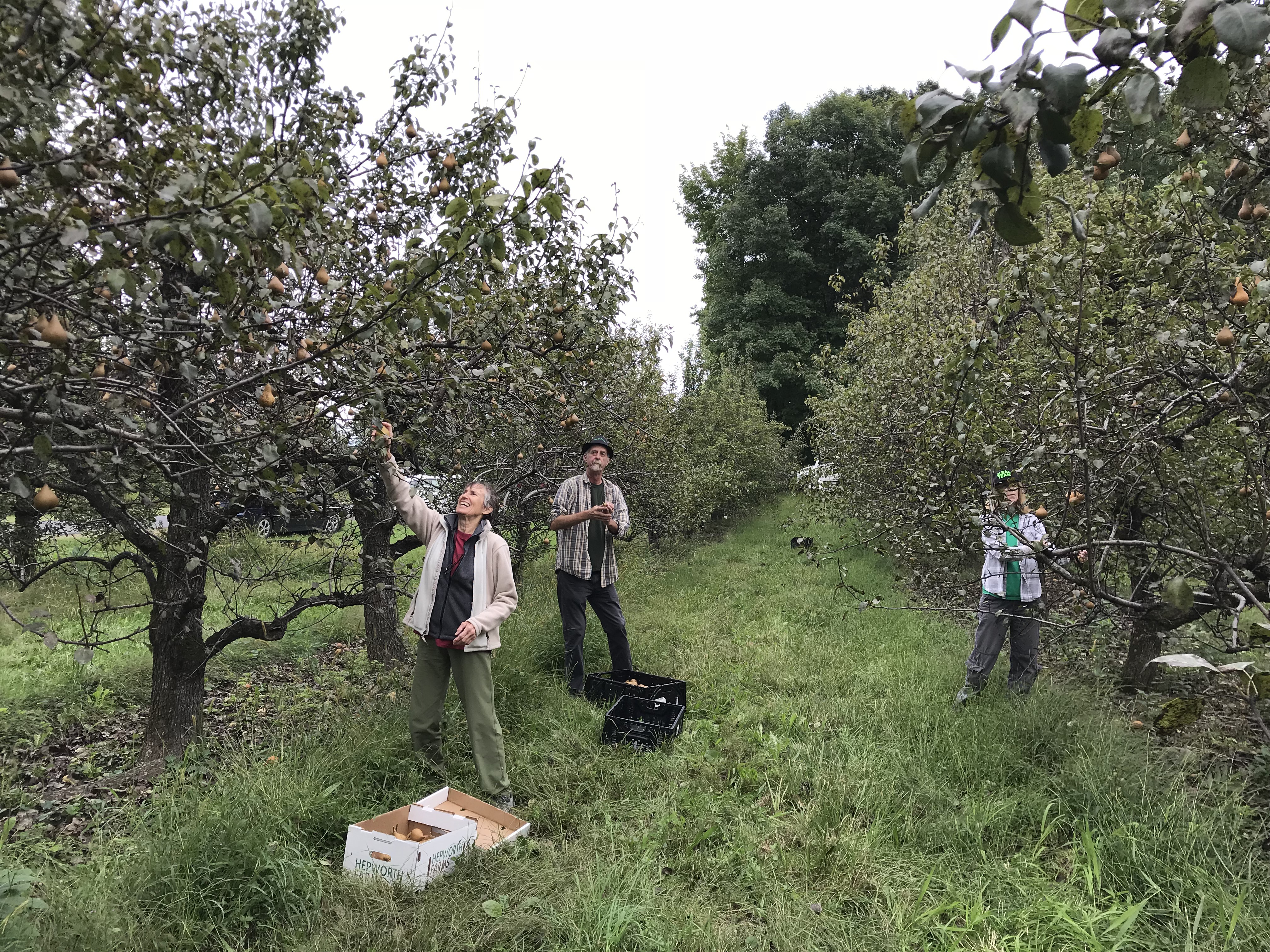 Farm to Food Pantry Pear + Apple Gleaning