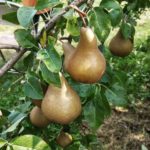 Farm to Food Pantry Pear Gleaning