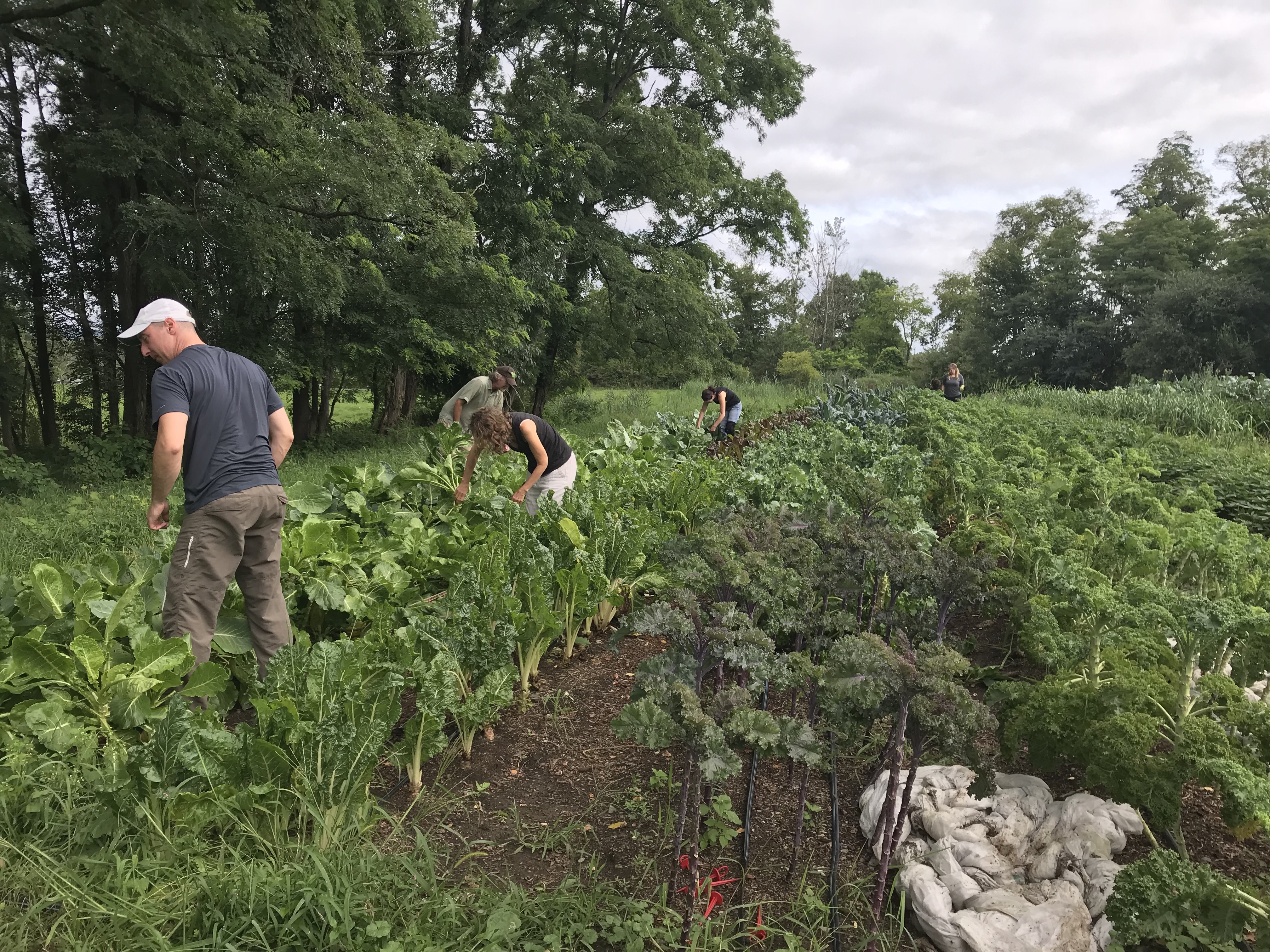 Farm to Food Pantry Kale Gleaning