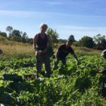 Farm to Food Pantry Field Gleaning