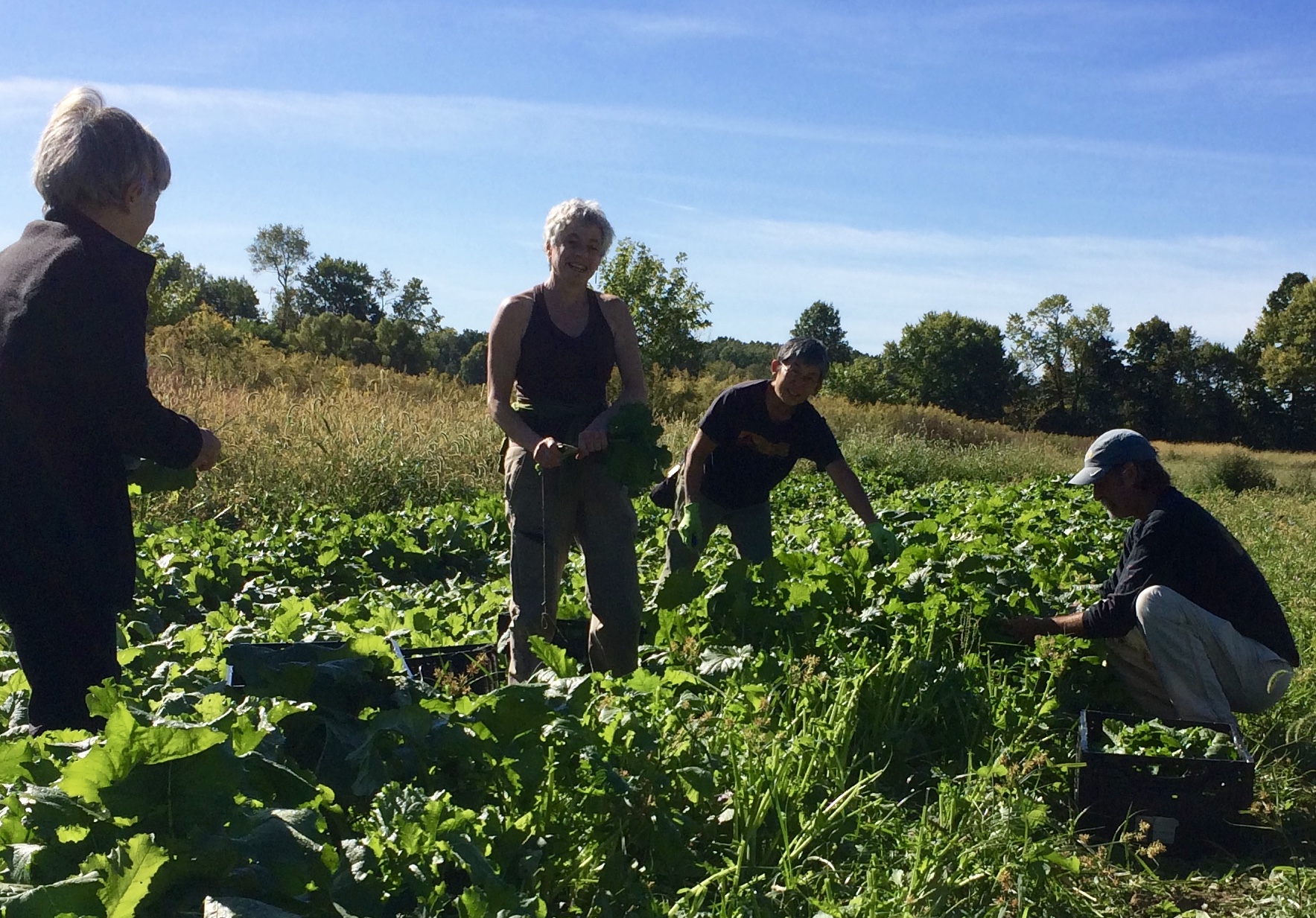 Farm to Food Pantry Field Gleaning