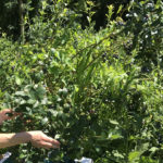 Farm to Food Pantry Blueberry Gleaning