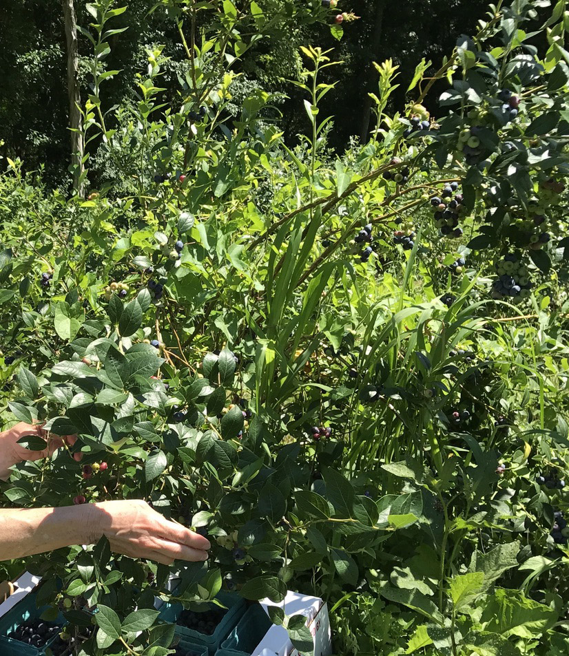 Farm to Food Pantry Blueberry Gleaning