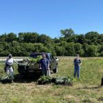 Farm to Food Pantry Bok Choy Gleaning