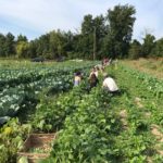 Farm to Food Pantry Field Gleaning