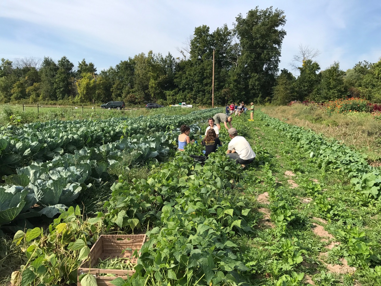 Farm to Food Pantry Field Gleaning