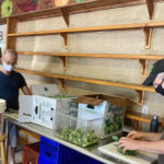 Farm to Food Pantry Collaborative Broccoli Processing