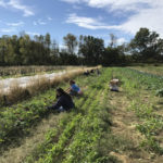 Farm to Food Pantry Lettuce Gleaning