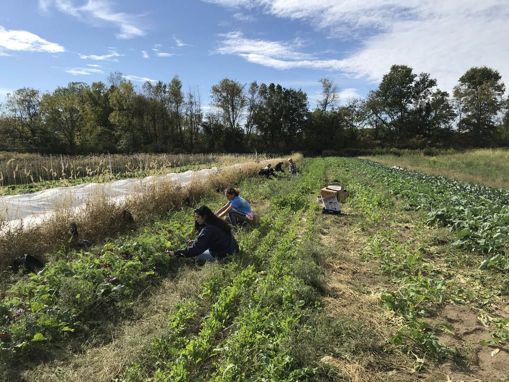 Farm to Food Pantry Lettuce Gleaning