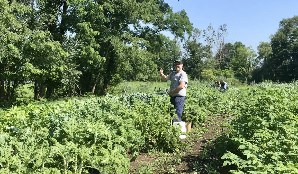 Farm to Food Pantry Chard Gleaning