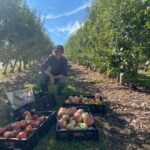 Farm to Food Pantry Apple Gleaning