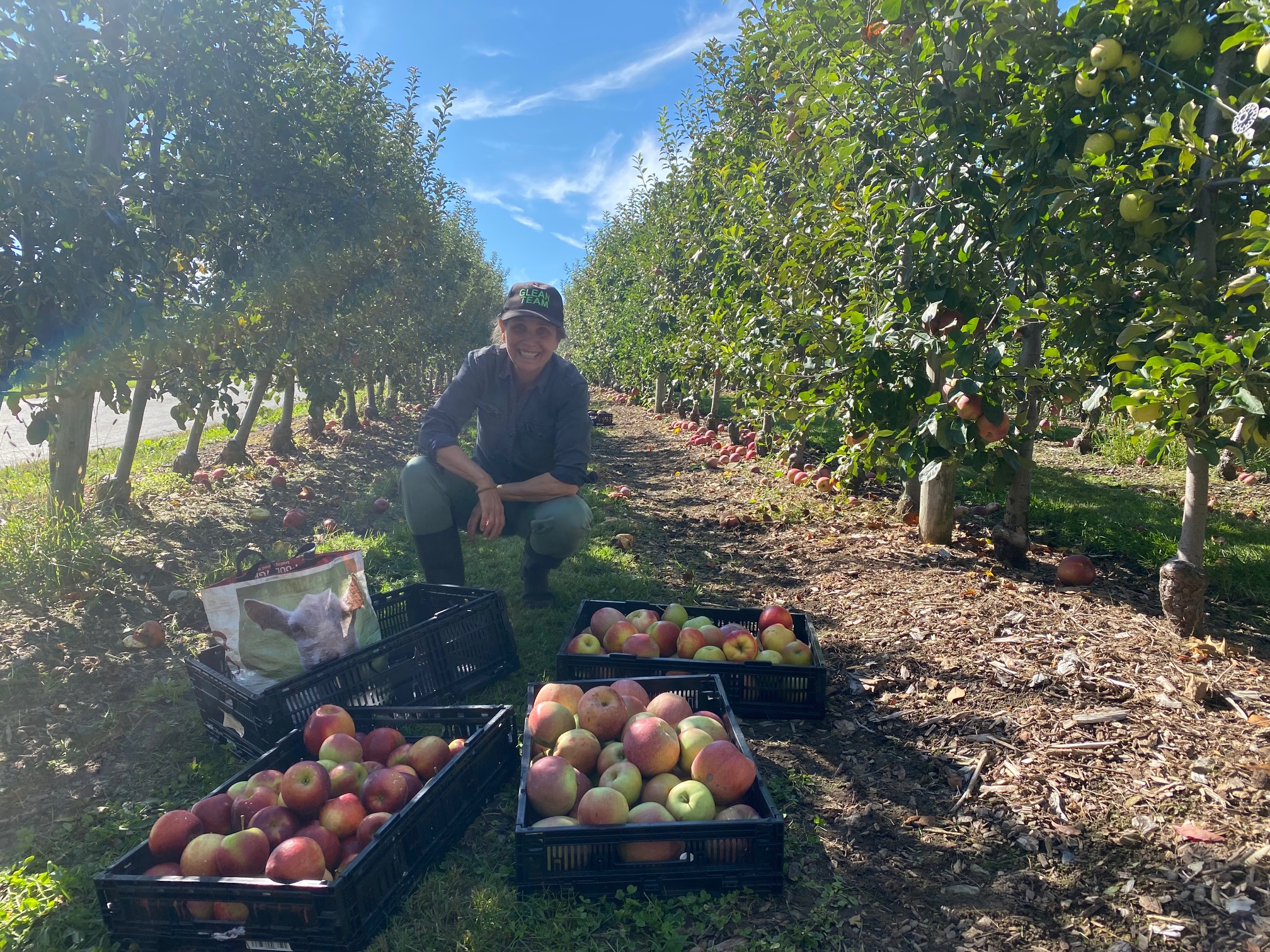 Farm to Food Pantry Apple Gleaning