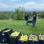 Farm to Food Pantry Apple Gleaning