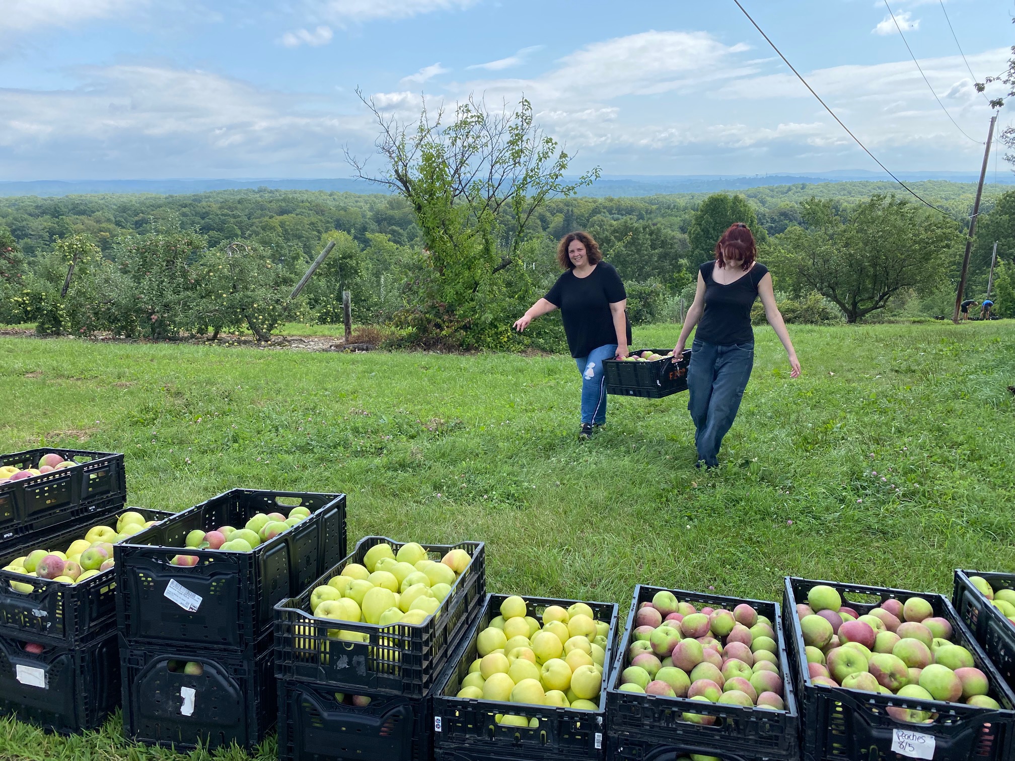 Farm to Food Pantry Apple Gleaning