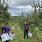 Farm to Food Pantry Apple Gleaning