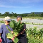 Farm to Food Pantry Field Gleaning