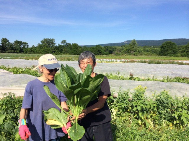 Farm to Food Pantry Field Gleaning