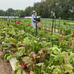 Farm to Food Pantry Chard Gleaning