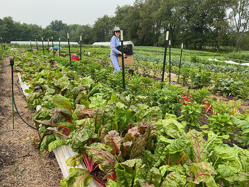 Farm to Food Pantry Chard Gleaning