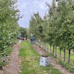 Farm to Food Pantry Apple Gleaning