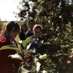 Farm to Food Pantry Apple Gleaning