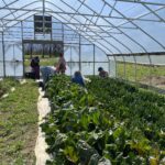 Farm to Food Pantry Lettuce Gleaning