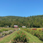 Farm to Food Pantry Flower Gleaning