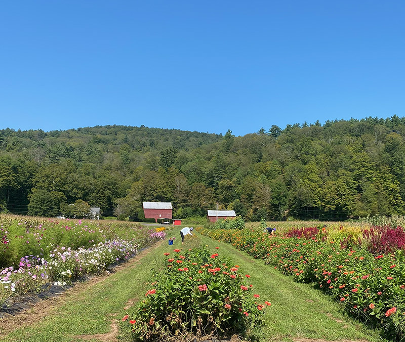 Farm to Food Pantry Flower Gleaning