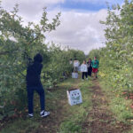 Farm to Food Pantry Apple Gleaning