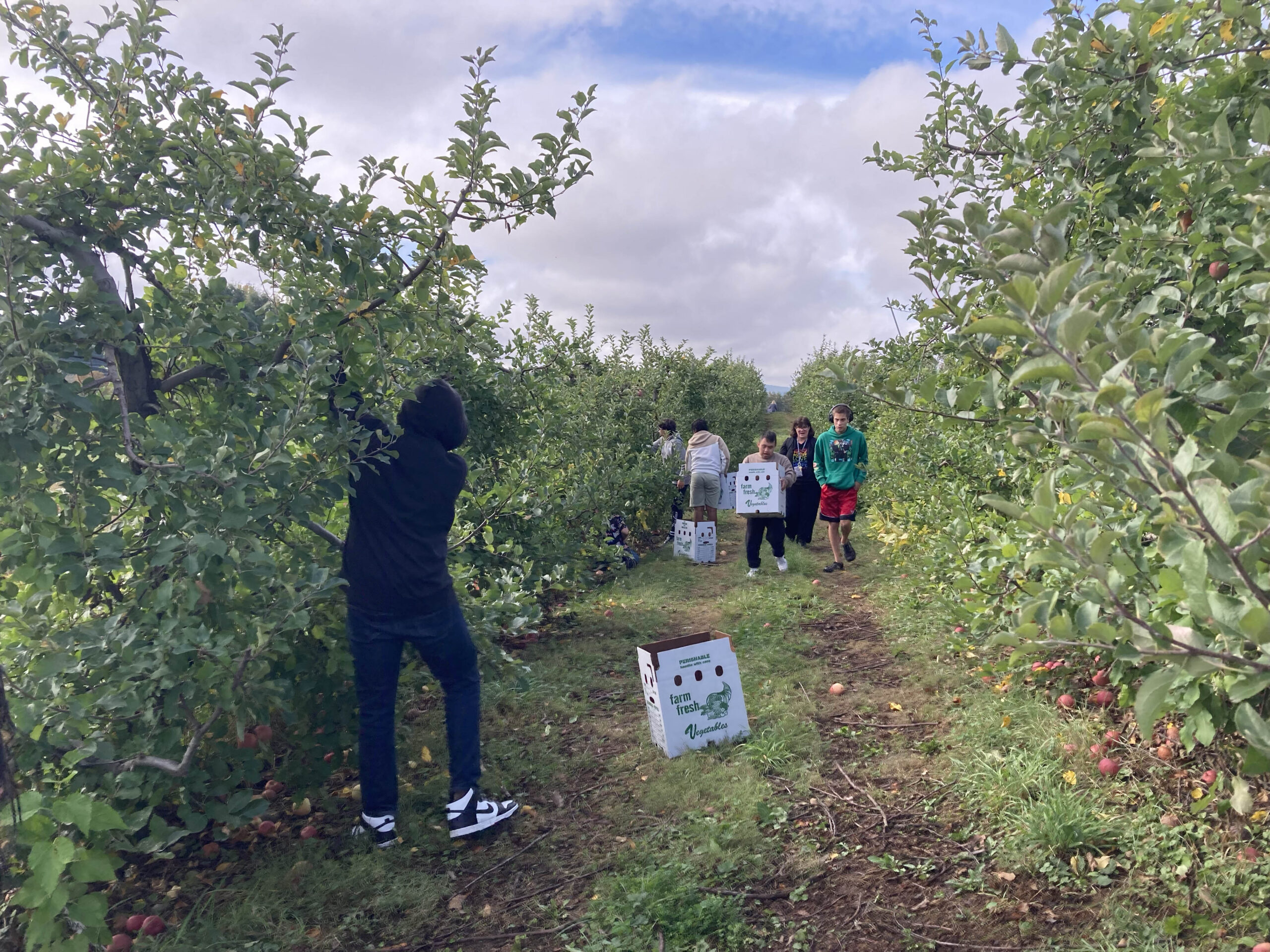 Farm to Food Pantry Apple Gleaning