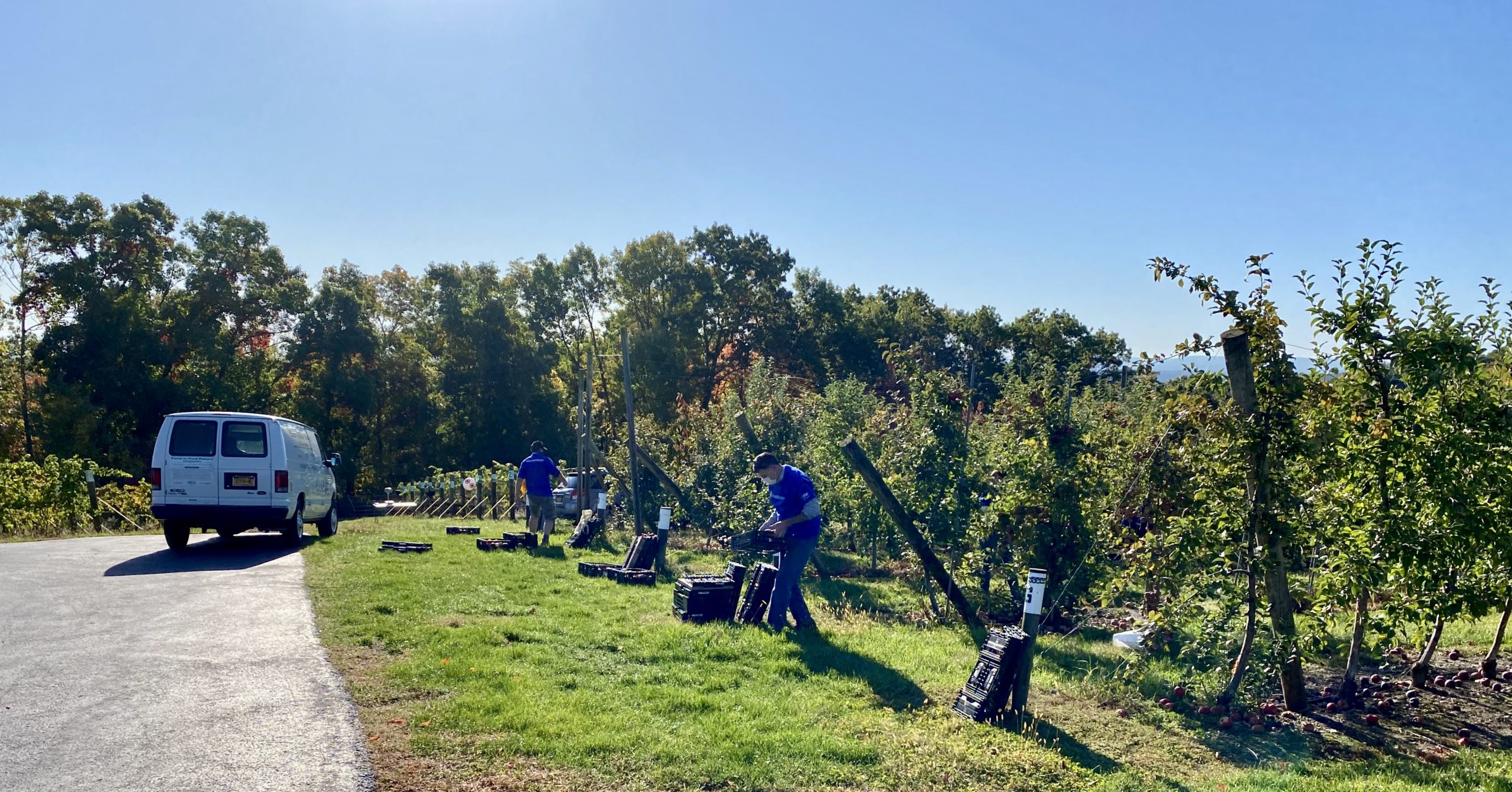 Farm to Food Pantry Apple Gleaning