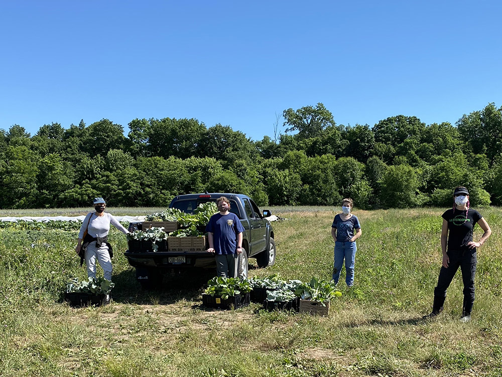 Farm to Food Pantry Bok Choy Gleaning