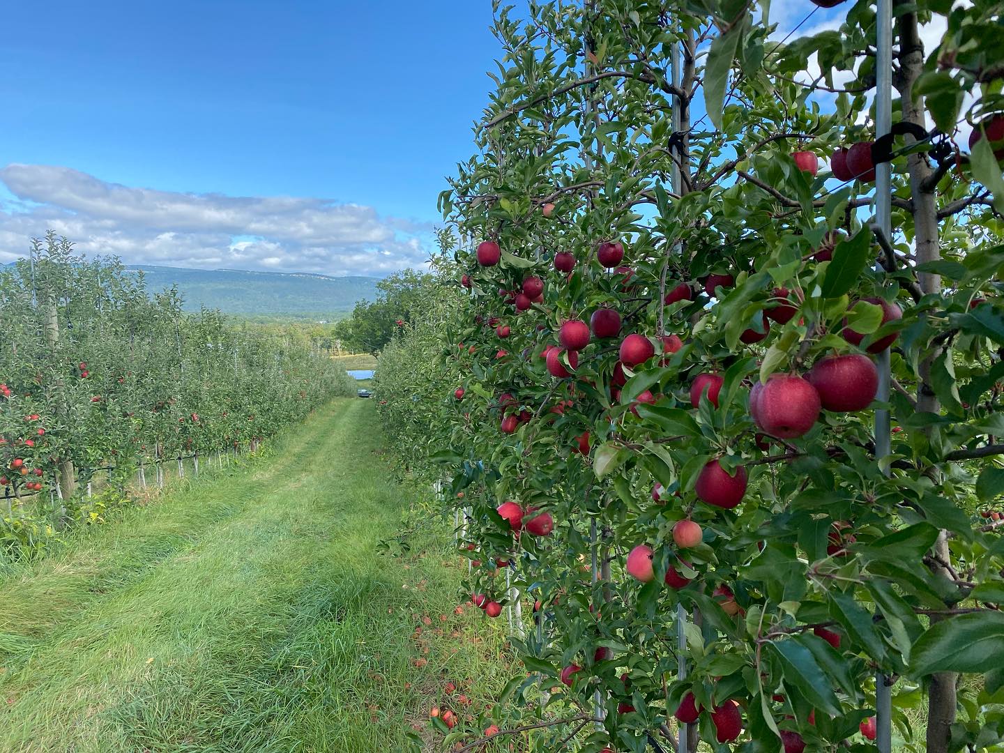 Farm to Food Pantry Apple Gleaning