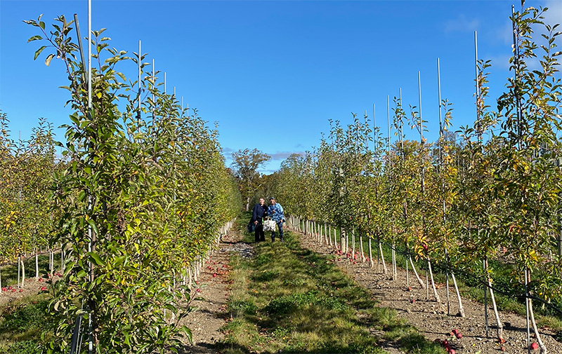 Farm to Food Pantry Apple Gleaning