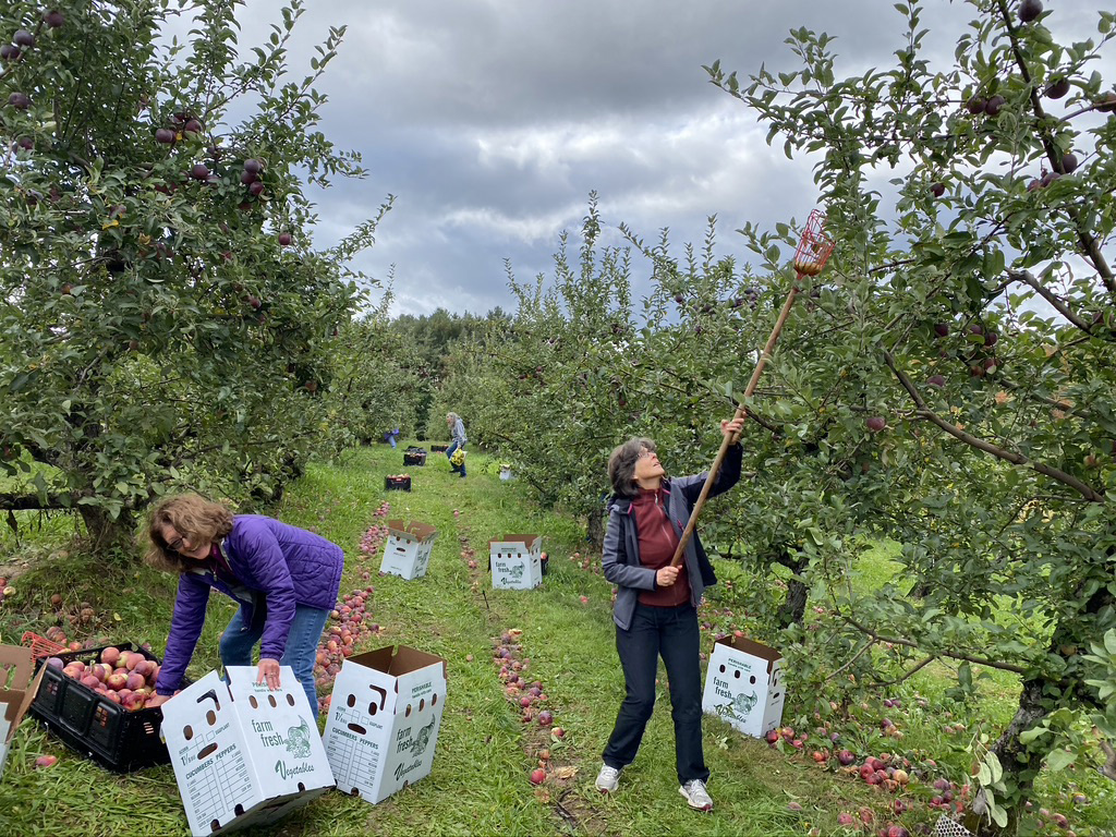 Farm to Food Pantry Apple Gleaning