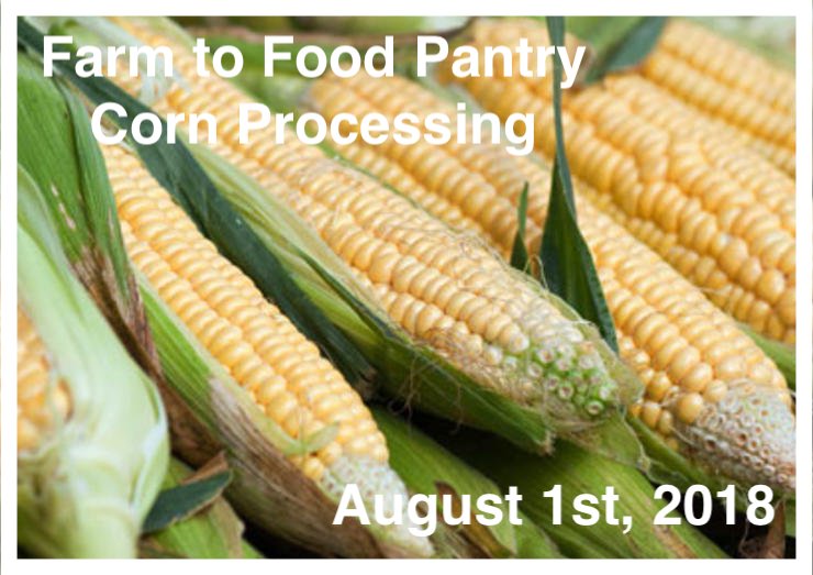 Farm to Food Pantry Corn Processing