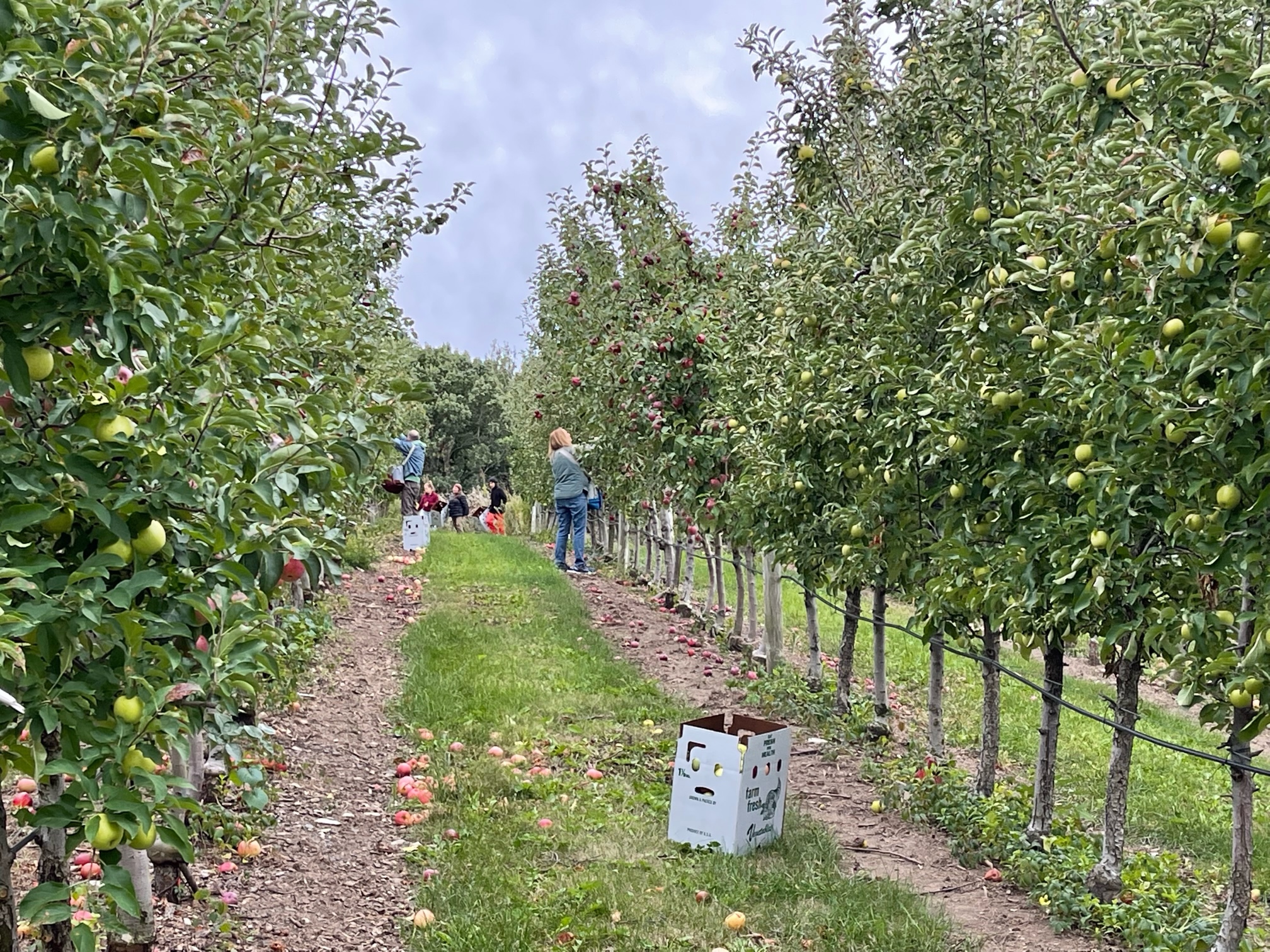 Farm to Food Pantry Apple Gleaning