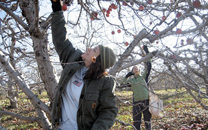 Farm to Food Pantry Apple Gleaning