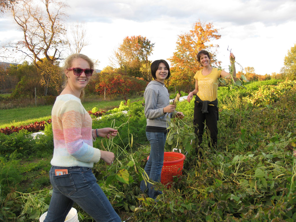 Farm to Food Pantry Green Bean Gleaning