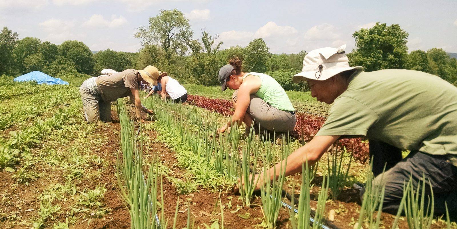 Volunteer Day at Phillies Bridge Farm Project