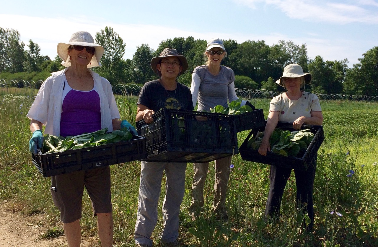 Farm to Food Pantry Field Gleaning